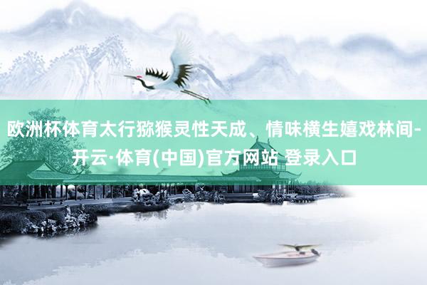 欧洲杯体育太行猕猴灵性天成、情味横生嬉戏林间-开云·体育(中国)官方网站 登录入口